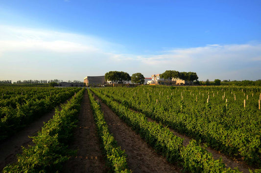 Grace Vineyard