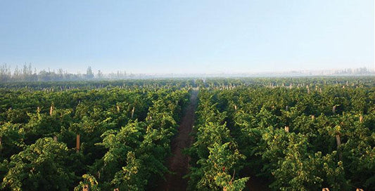 Silver Heights Winery
