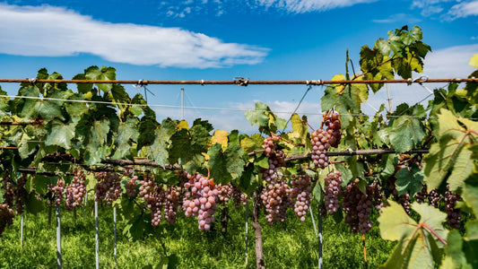Koshu
