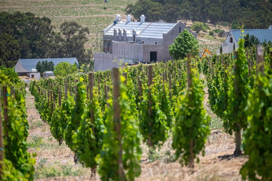 Sadie Family Wines
