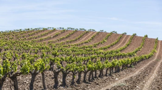 Vega Sicilia