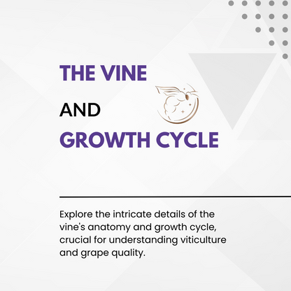 Chapter 4.02 - The Vine and Growth Cycle