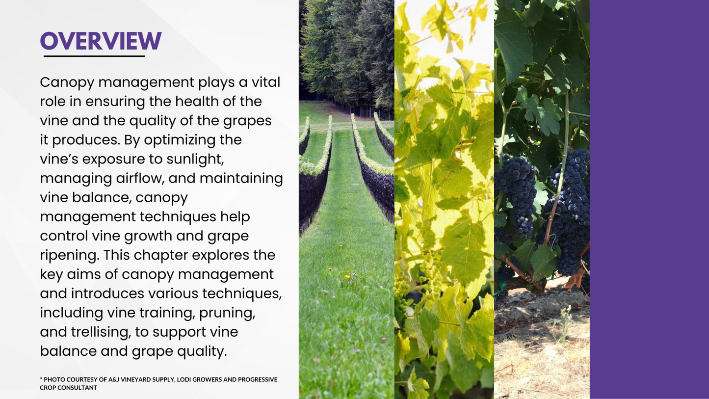 Chapter 4.07 - Optimizing Canopy Management for Healthy Vines and Quality Grapes