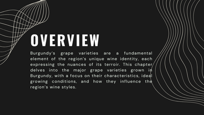 Knowledge Base - The Grape Varieties of Burgundy