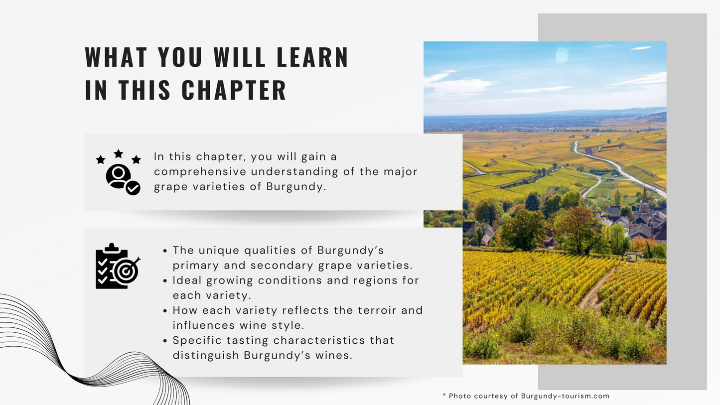 Knowledge Base - The Grape Varieties of Burgundy