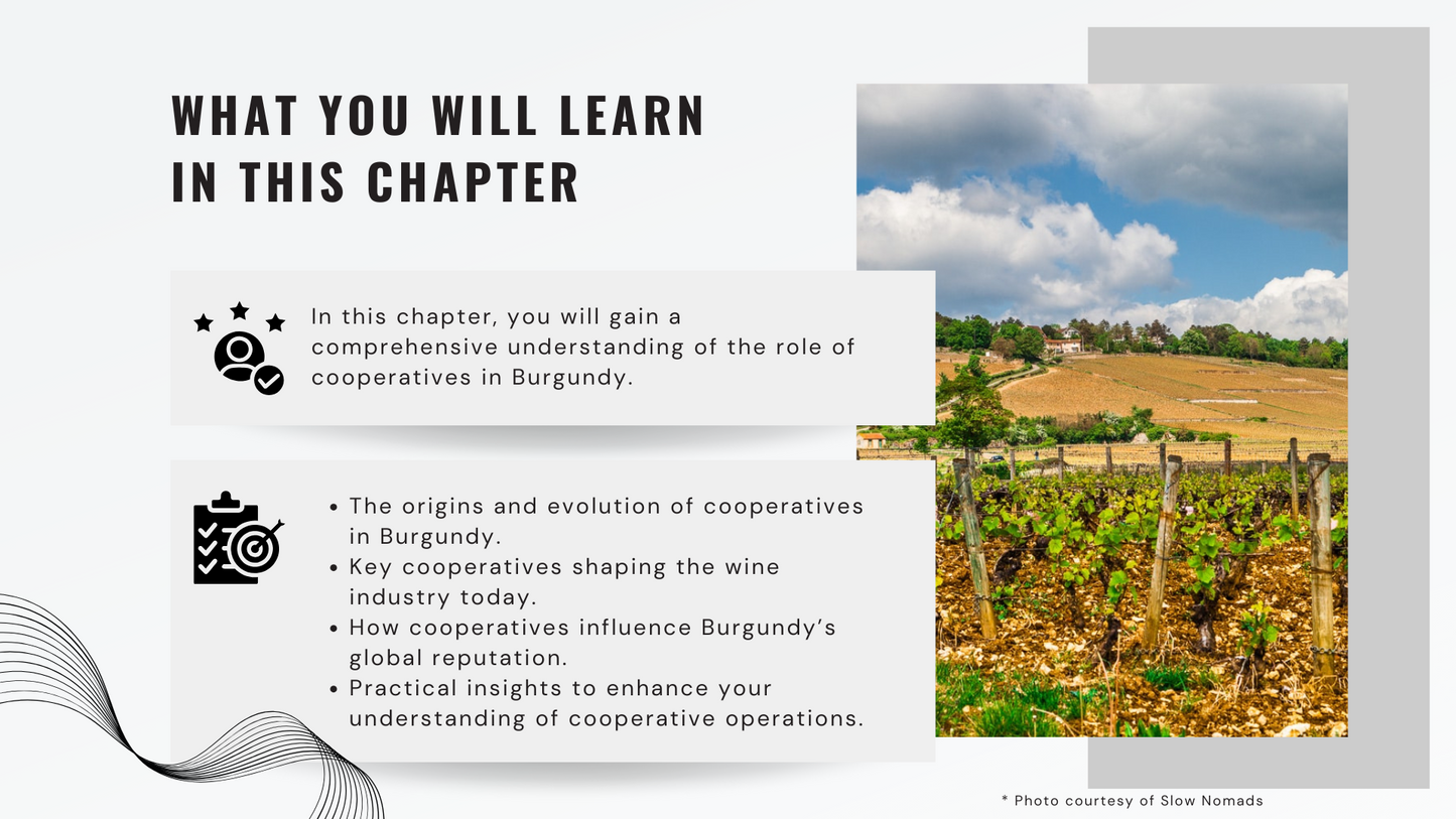 Knowledge Base - The Influence of Cooperatives in Burgundy's Wine Landscape