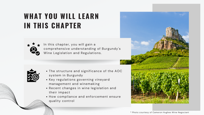 Knowledge Base - Understanding Burgundy's Wine Regulations: AOC System and Compliance